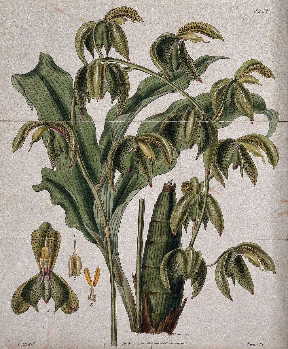 A tropical orchid (Catasetum trifidum): flowering stem, leaf and floral segments. Coloured engraving by J. Swan, c. 1833…