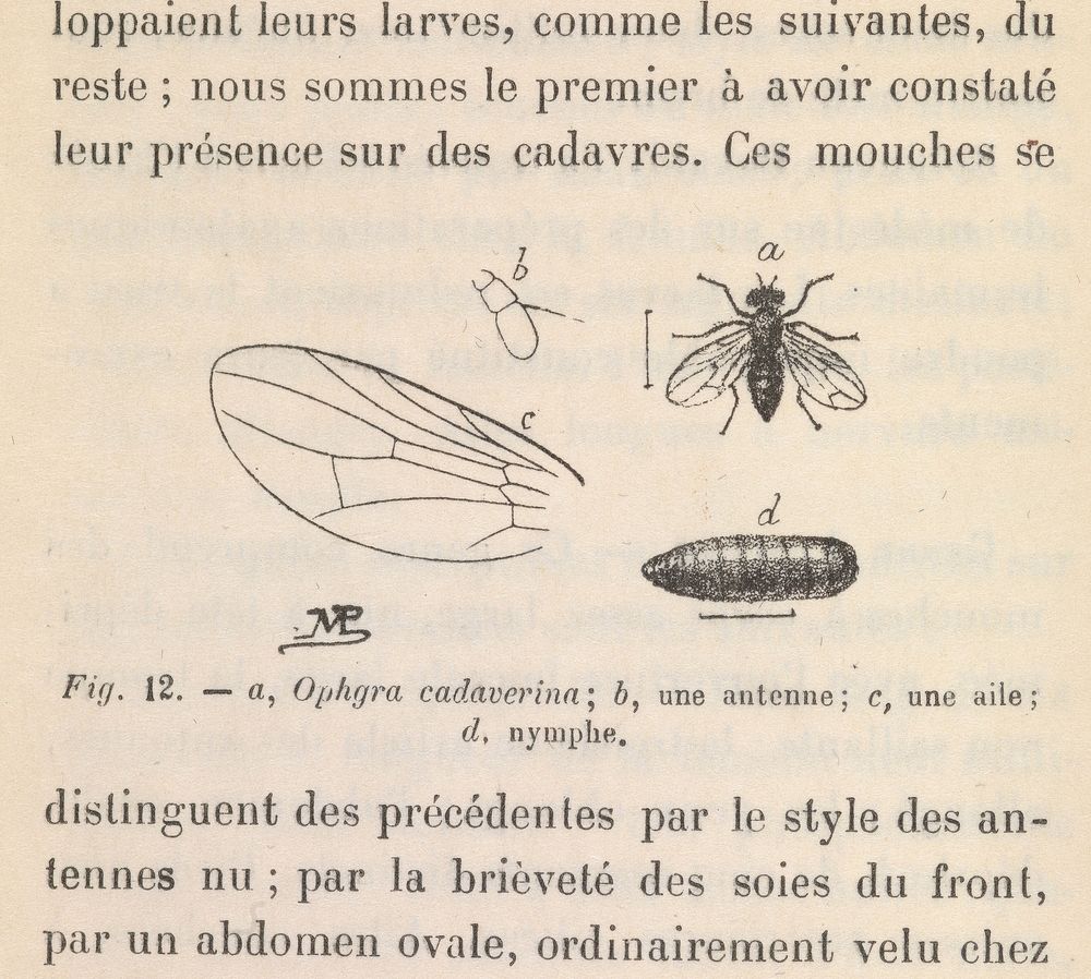 La faune des cadavres : application de l'entomologie à la médecine légale / par P. Mégnin.