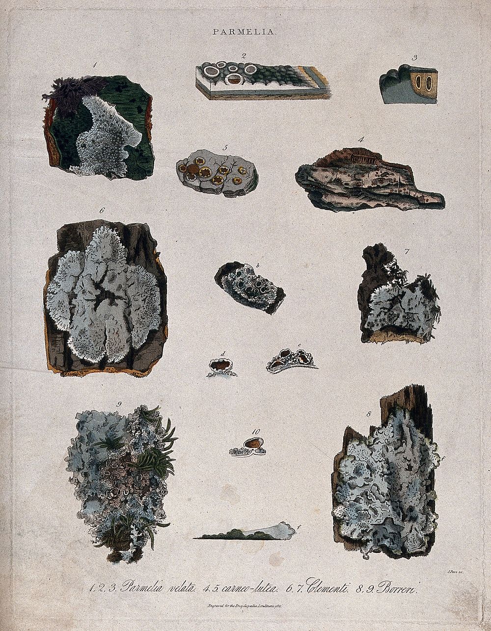 Four types of lichen (Parmelia species). Coloured engraving by J. Pass, c. 1821.