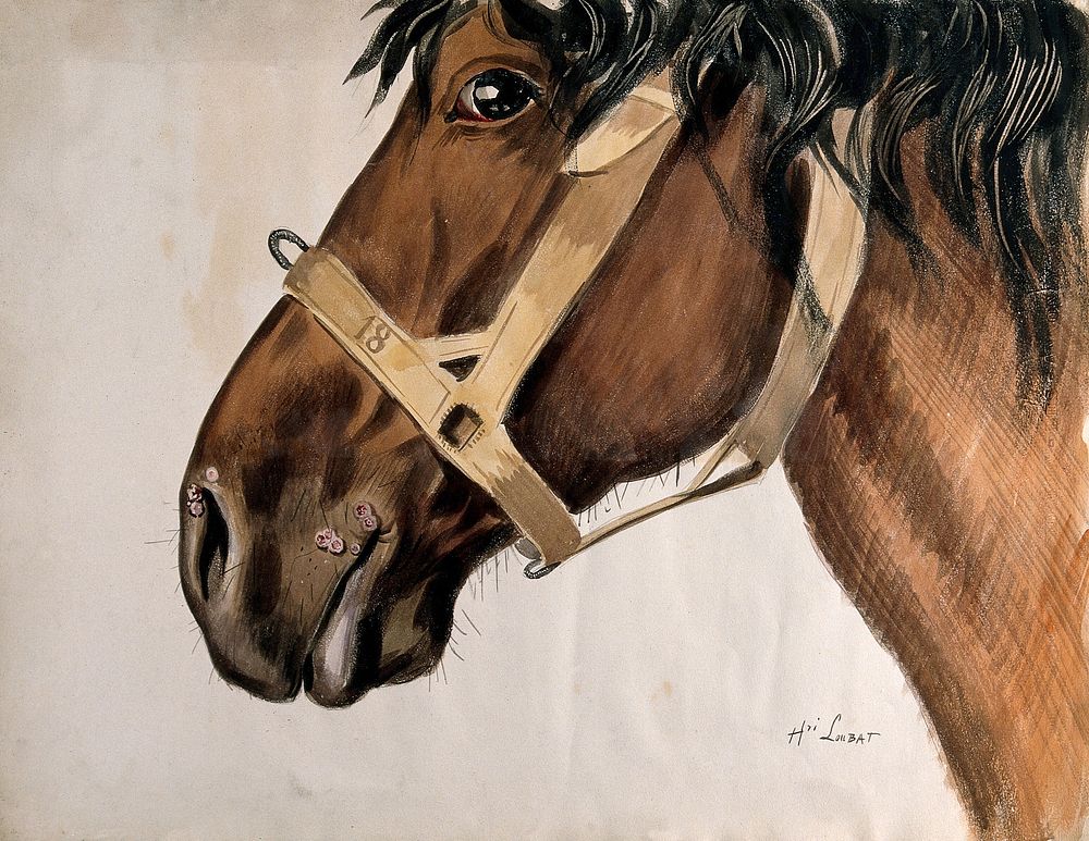 Head of a horse in profile, with raised sores near his nostrils and his mouth. Watercolour by Henri Loubat.