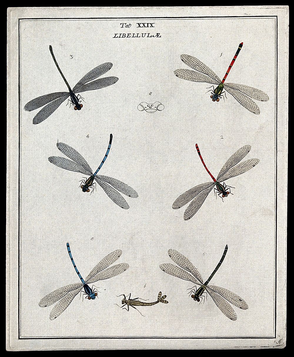 Six dragonflies (Libellulæ species): adults and larva. Coloured etching by M. Harris, ca. 1766.