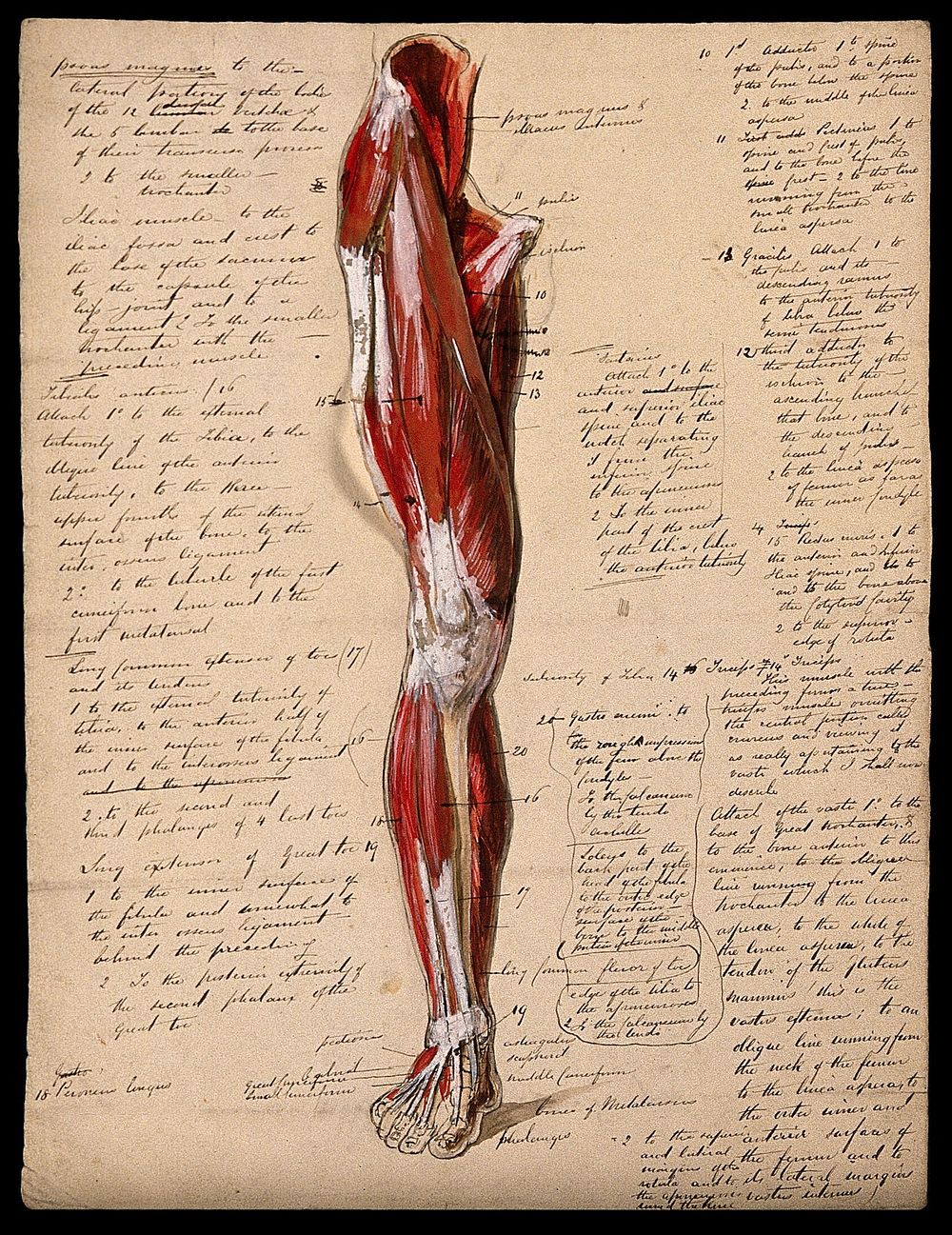 Muscles of the leg and foot: front view. Ink and watercolour with laminated flaps, 18--.