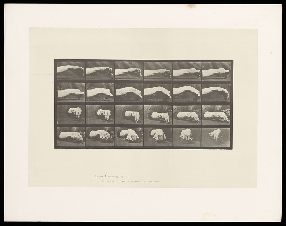 Movement of the hand, a hand drawing a circle. Collotype after Eadweard Muybridge, 1887.
