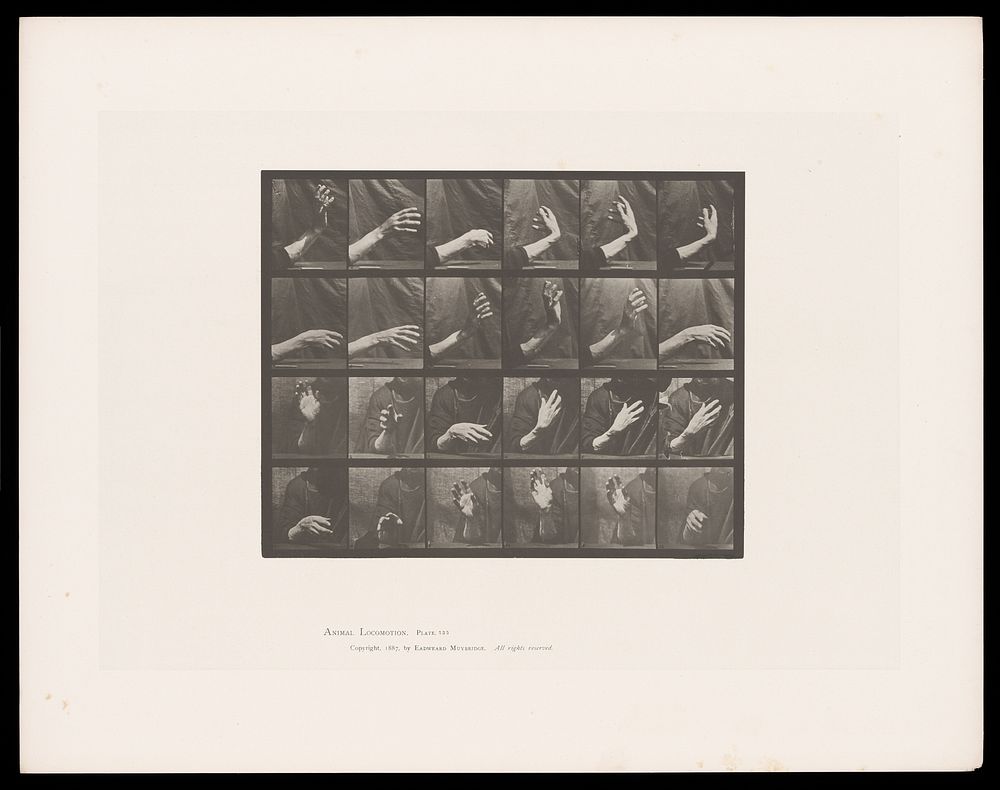 A hand rises and falls. Collotype after Eadweard Muybridge, 1887.