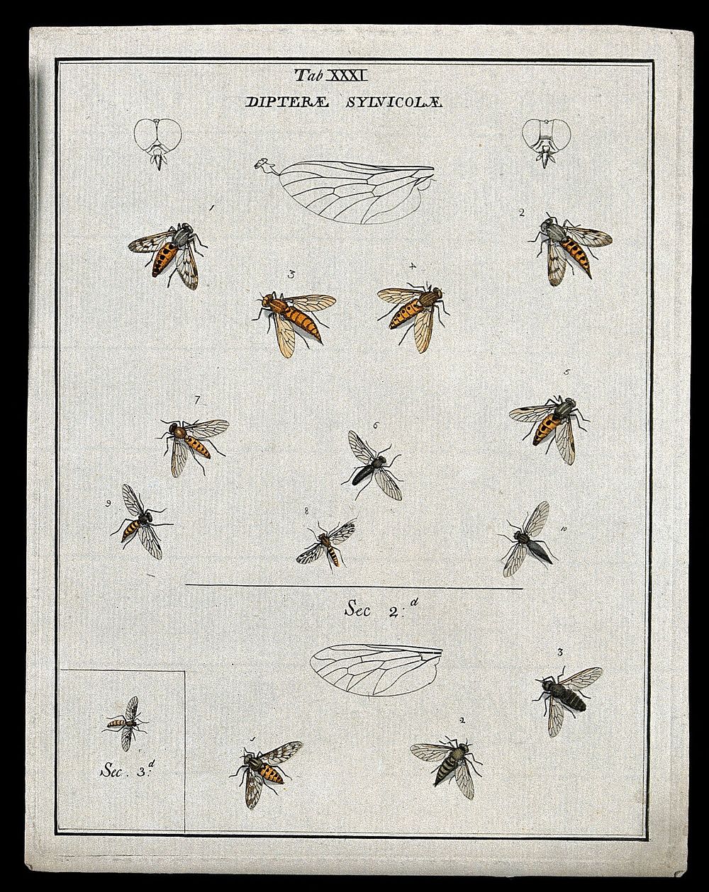 Thirteen flies (Sylvicolæ species). Coloured etching by M. Harris, ca. 1766.