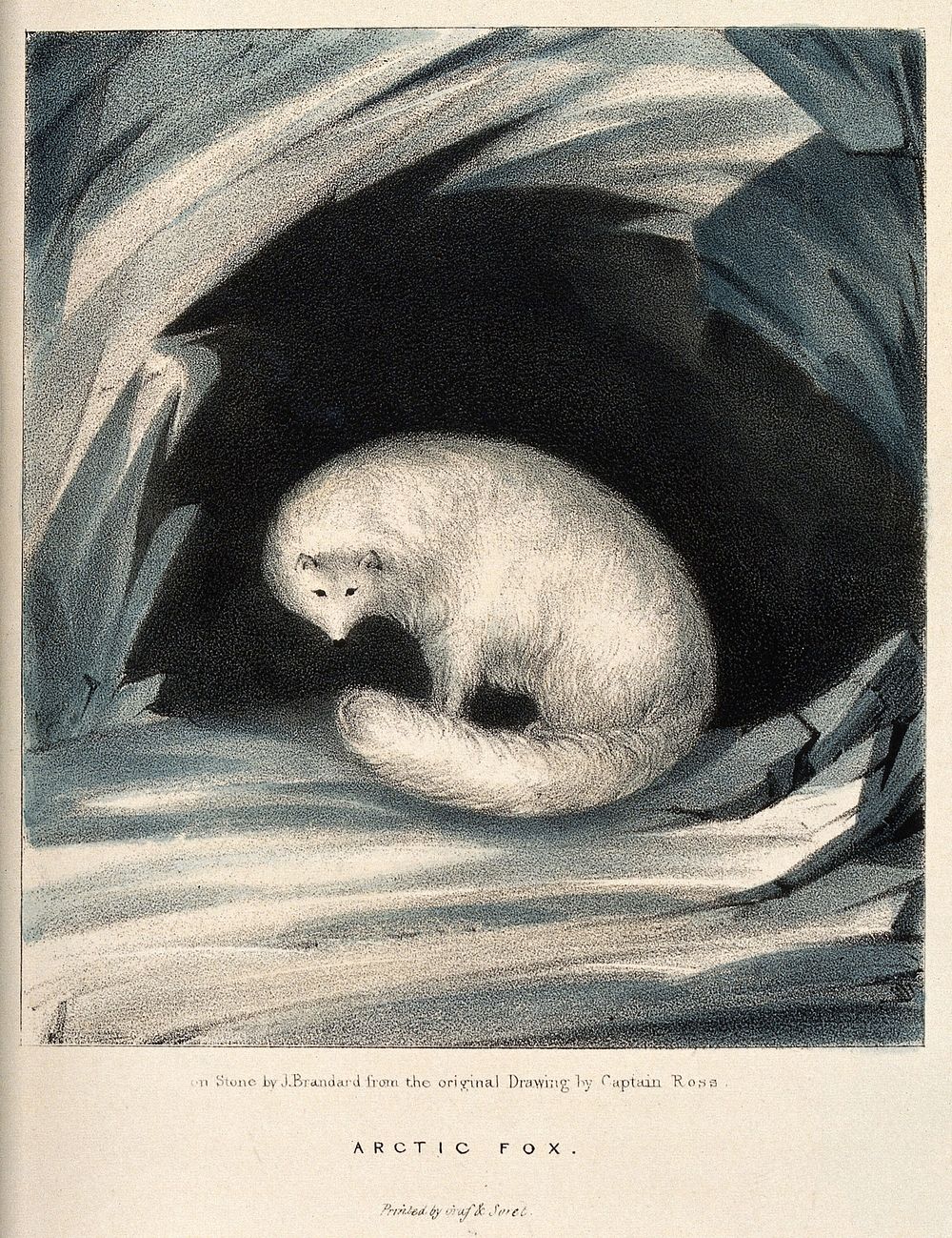 An arctic fox. Colour lithograph by J Brandard after Captain Ross.