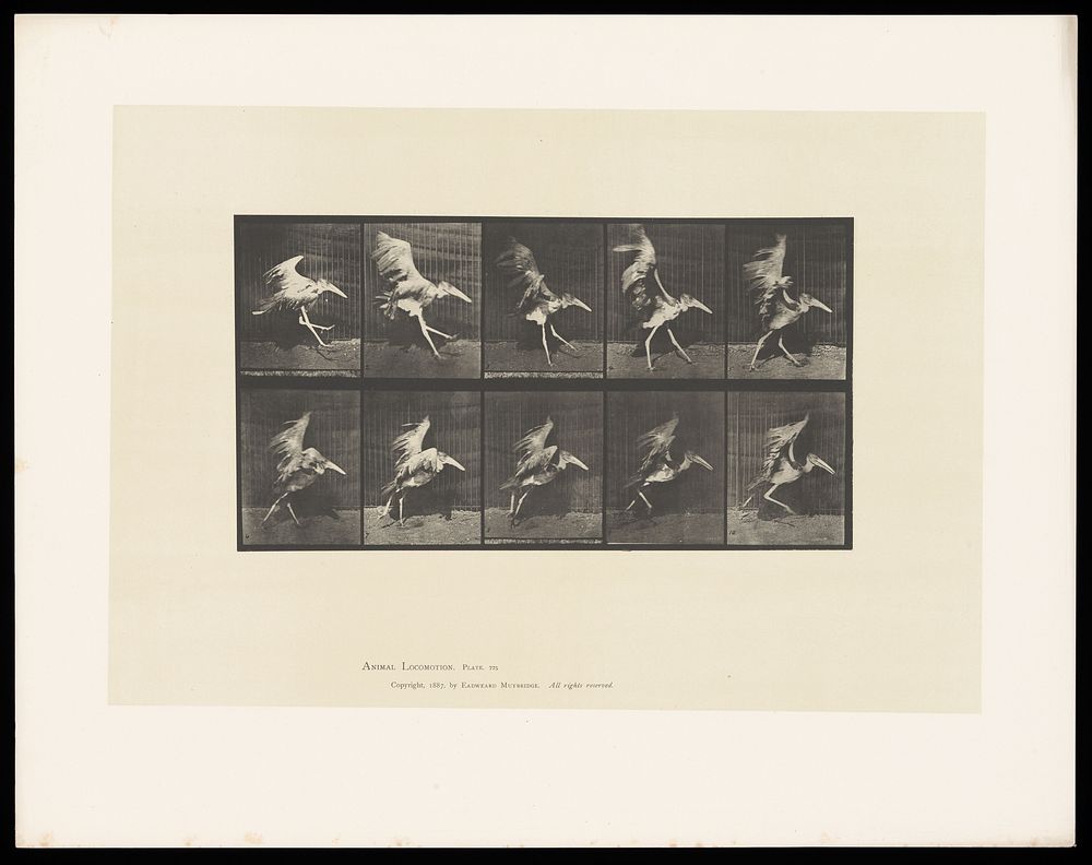 A stork walking and flying. Collotype after Eadweard Muybridge, 1887.