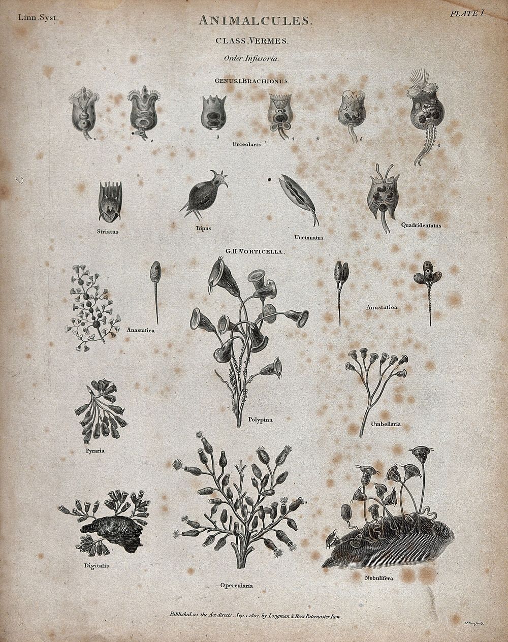 A variety of animalcules, including opercularias, nebuliferas and digitalis. Line engraving by Milton.