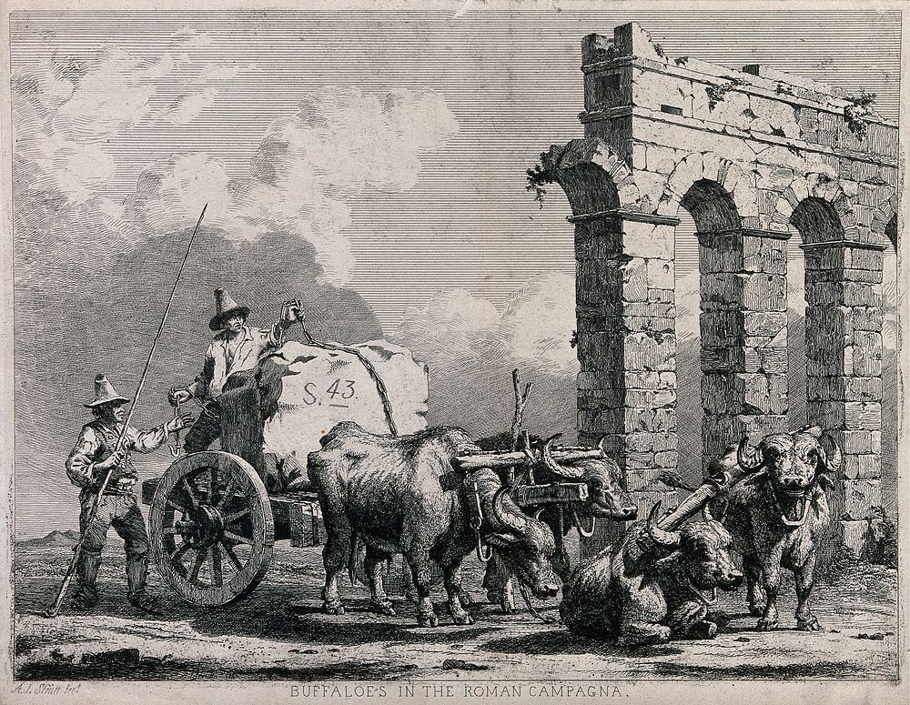 Two men securing a large block of stone on a cart drawn by four buffalo. Etching by A.J. Strutt.
