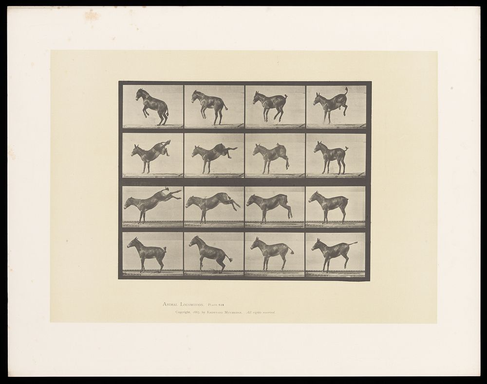 A horse rearing and bucking. Collotype after Eadweard Muybridge, 1887.