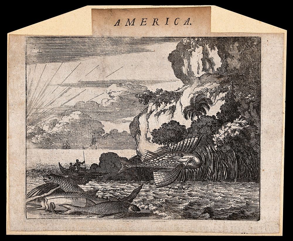 America: indigenous fish including a flying fish. Etching.