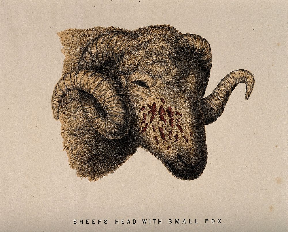 Sheep's head showing signs of smallpox. Coloured etching, 1840/1860.