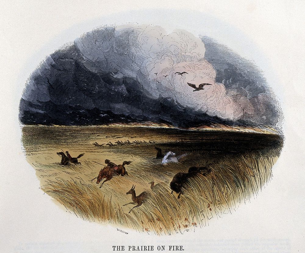 Geography: birds and animals fleeing a prairie fire. Coloured wood engraving by C. Whymper.
