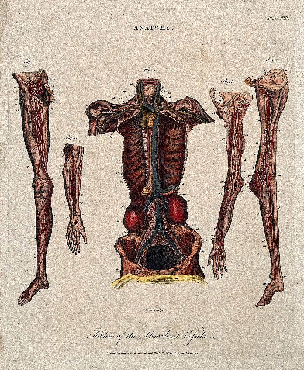 Lymphatics: five figures showing the lymphatic vessels of a dissected torso, arms and legs. Coloured line engraving by J.…
