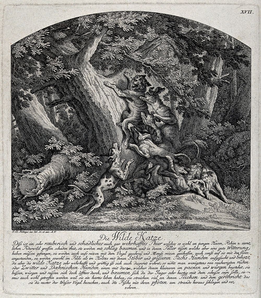 Two wild cats tracked down by a pack of hunting dogs in a forest. Etching by J. E. Ridinger.