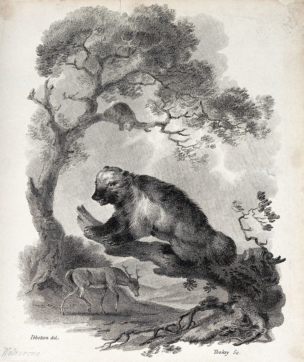 A wolverine (glutton) is sitting on a dead tree branch in the forest while a young stag is passing. Etching by J. Tookey…