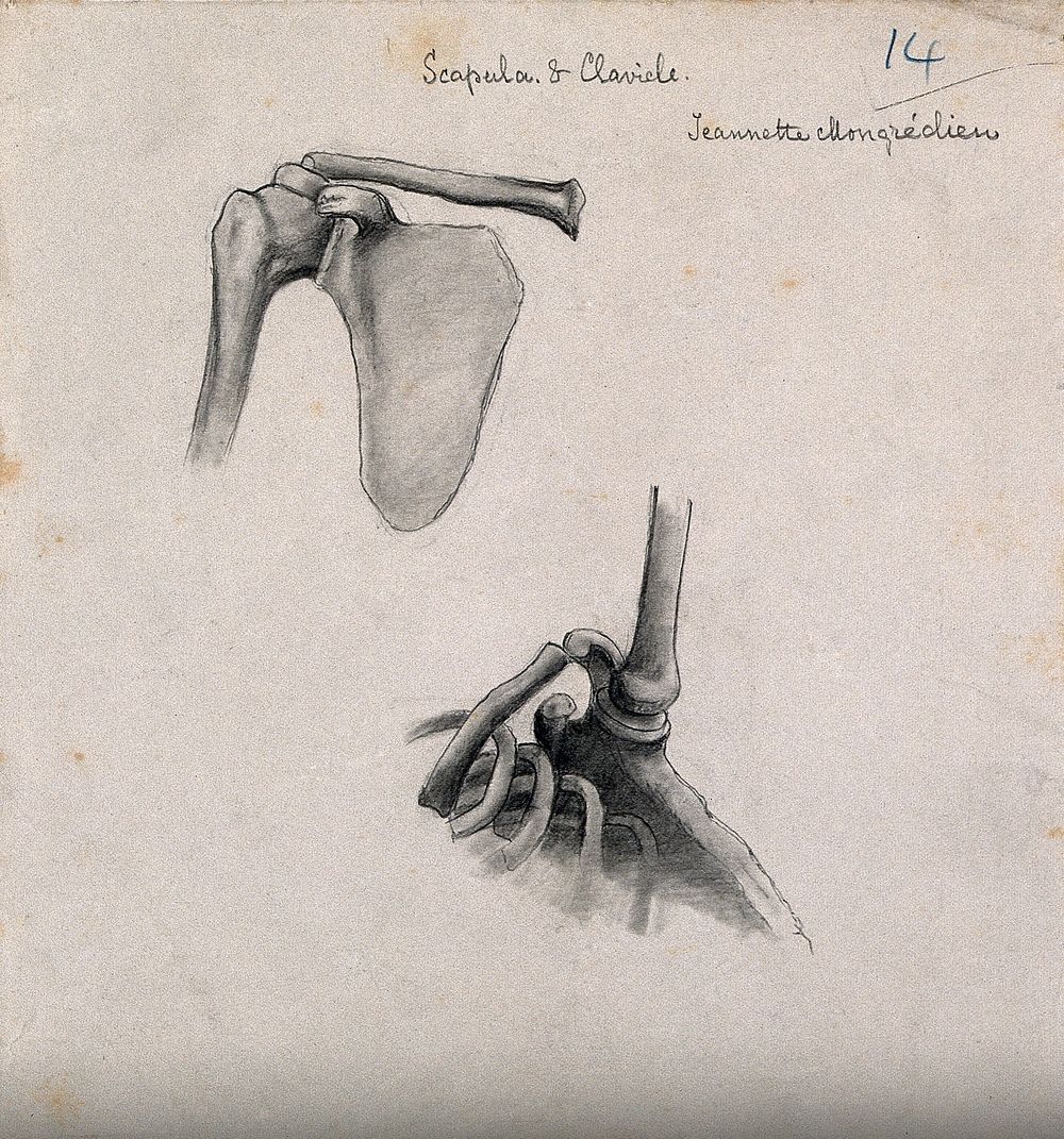 Bones of the scapula and clavicle: two figures. Pencil and chalk drawing by J. Mongrédien, ca. 1880.