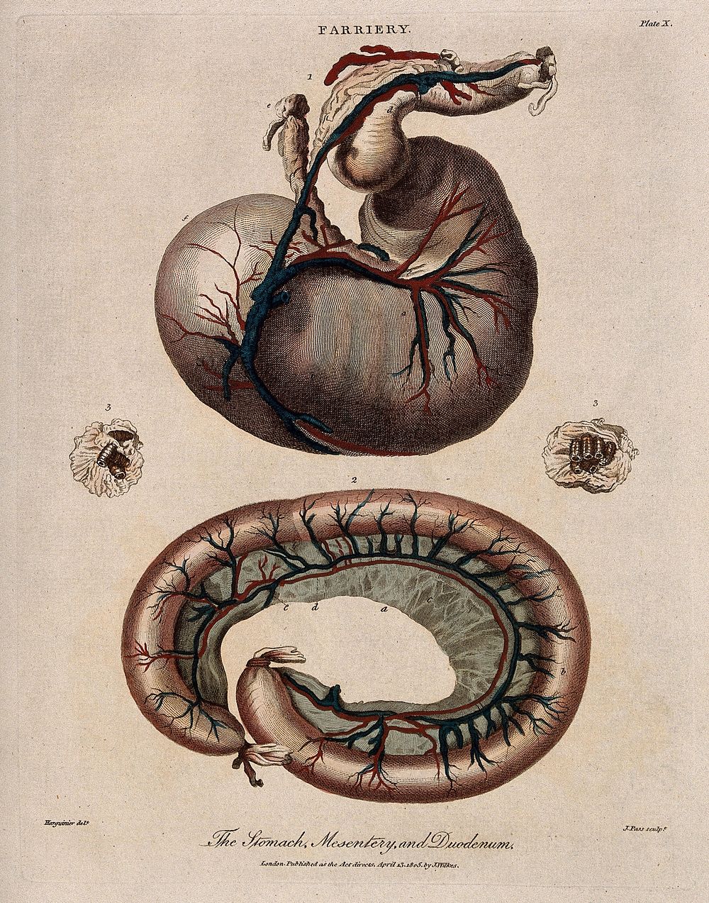 Dissection of a horse's stomach, mesentery and duodenum: three figures. Coloured engraving by J. Pass after Harguinier, 1805.