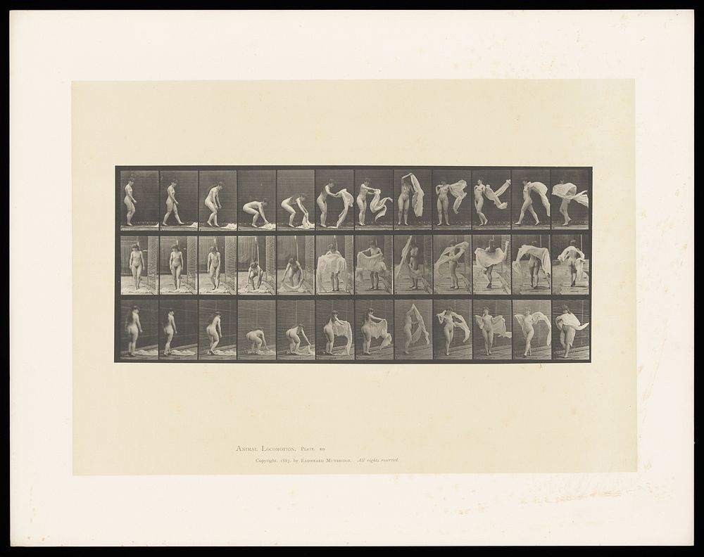 A naked woman picks up a length of cloth, throws it around her shoulders and turns. Collotype after Eadweard Muybridge, 1887.