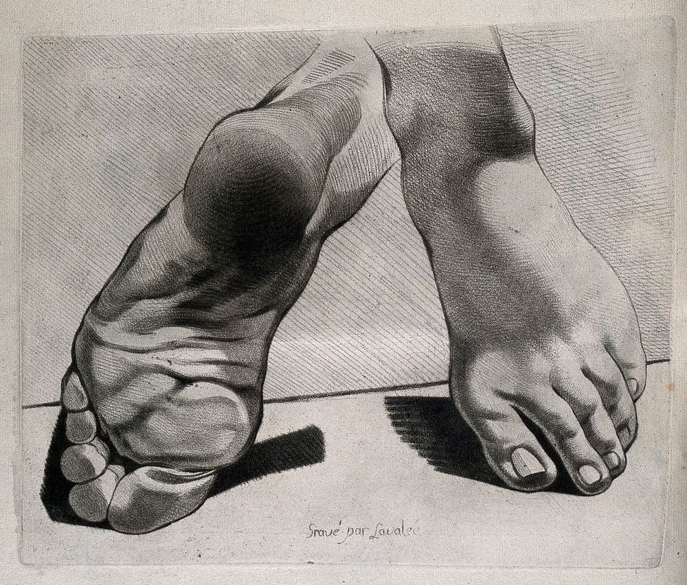 Foot: two figures, showing views of the upper and lower surfaces of the foot. Crayon manner print by Lavalée after J.…