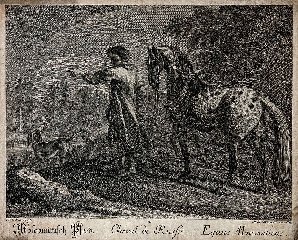 A man in a Russian attire is leading a spotted white horse at its reins out of the forest on to a clearing. Etching by M. E.…