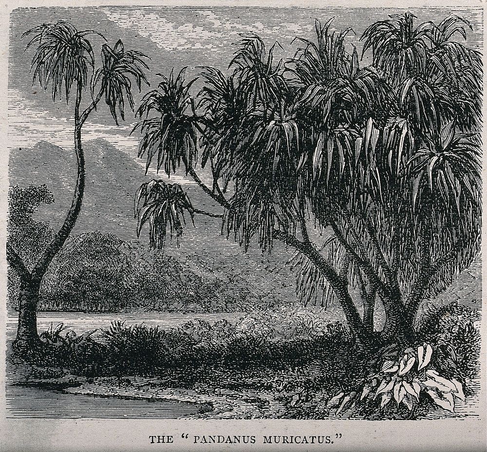 Screwpine plants (Pandanus muricatus) on a lakeside. Wood engraving, c. 1867.