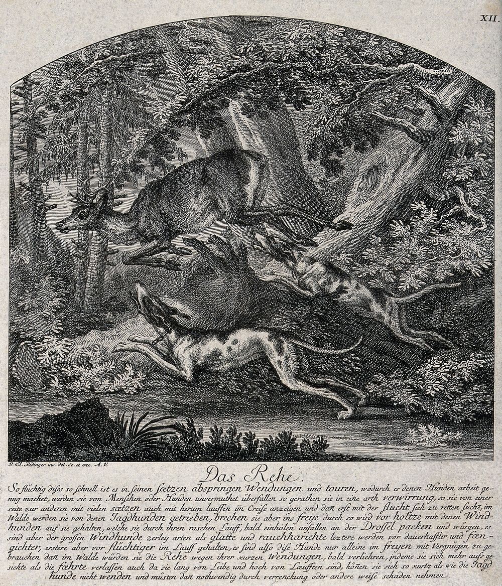 A deer is leaping over a tree trunk in its way chased by two hounds. Etching by J.E. Ridinger.