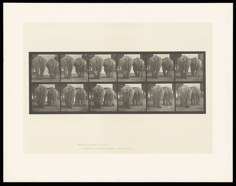 Two elephants walking. Collotype after Eadweard Muybridge, 1887.