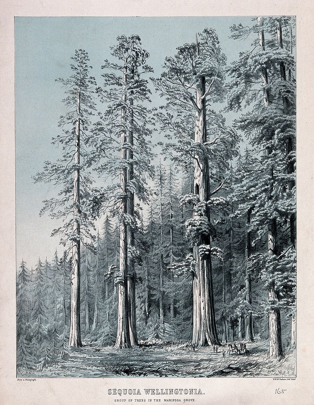 Californian redwood trees (Sequoia sempervirens (D.Don) Endl.): group of trees in the Mariposa Grove, California. Colour…