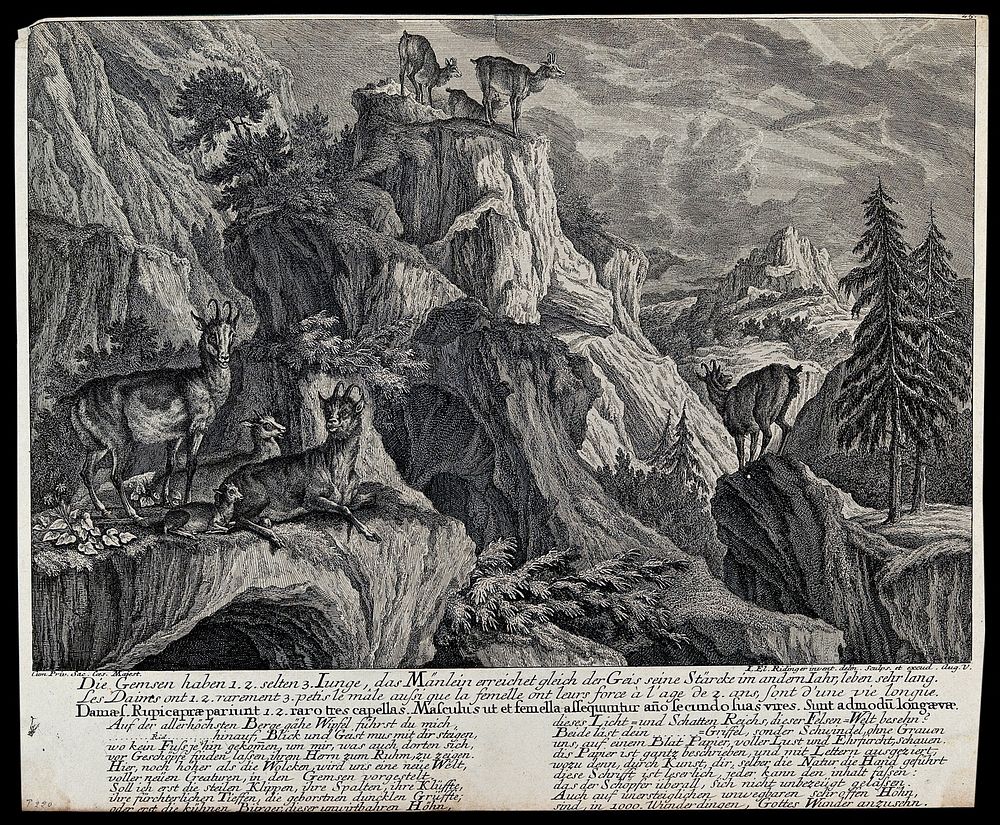 A group of chamois with their young in the mountains. Etching by J.E. Ridinger.