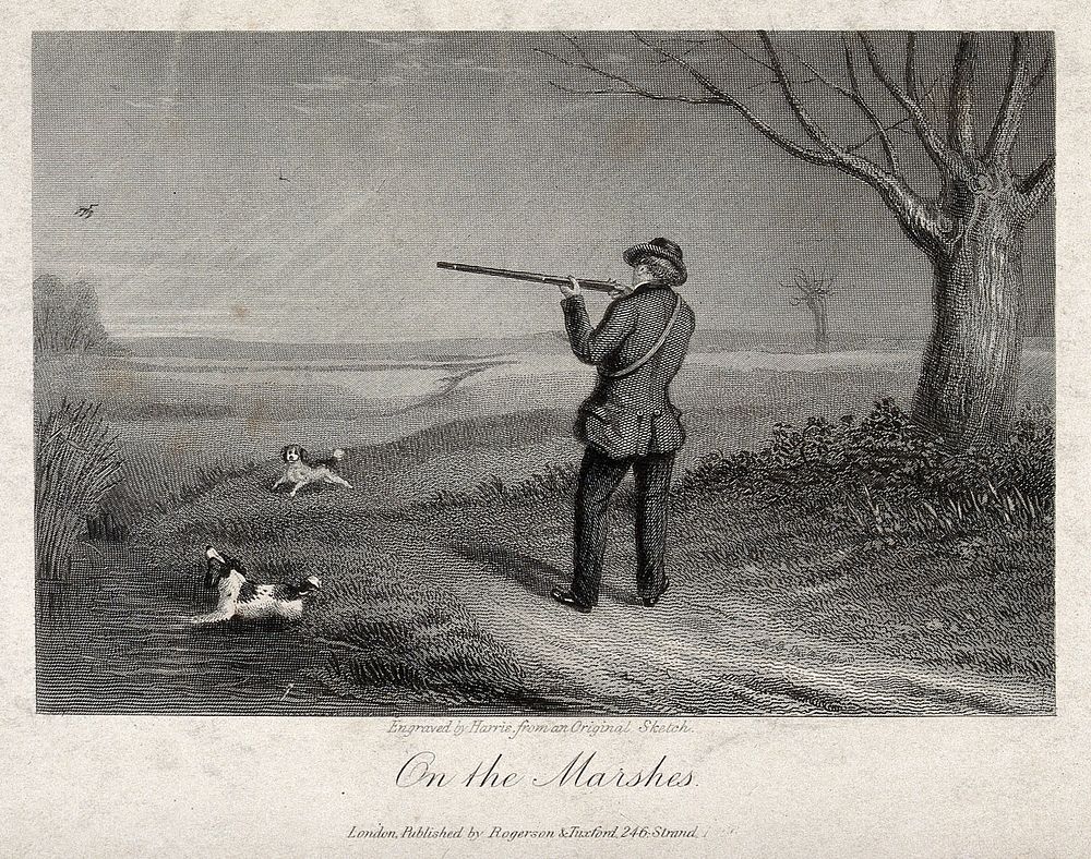 A man points his gun at a bird in the air while his dogs are avid to fetch the prey. Steel engraving by Harris, 18--.