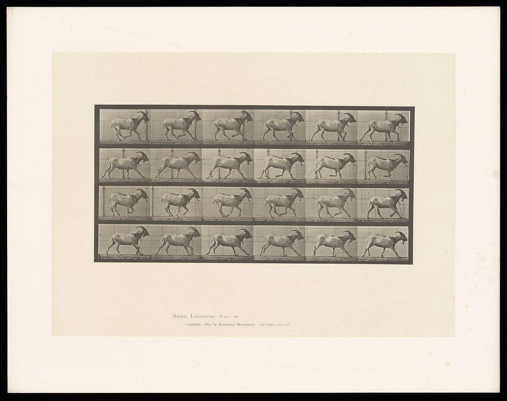 A goat running. Collotype after Eadweard Muybridge, 1887.