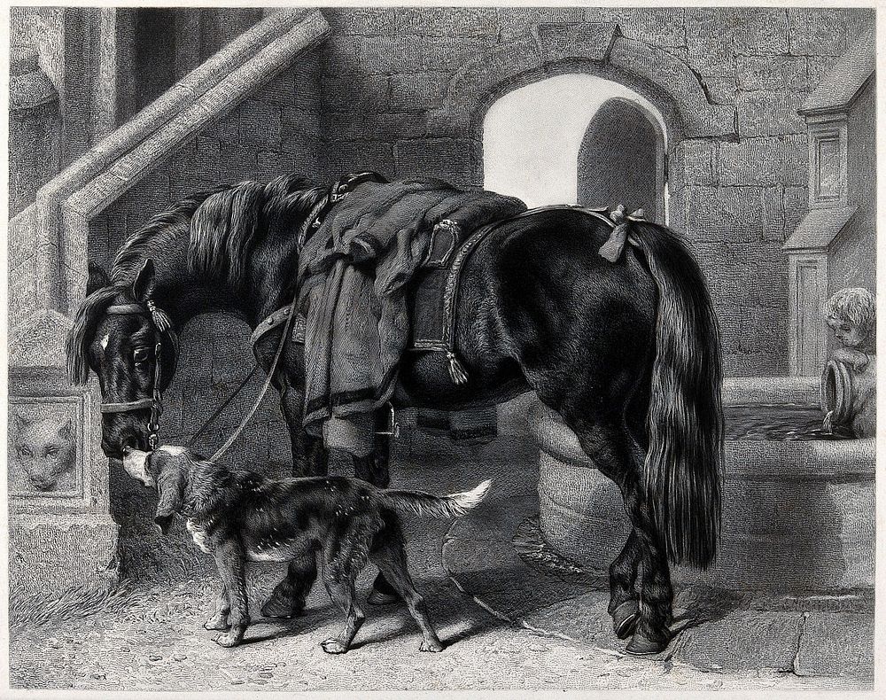 A fully saddled horse with a coat hanging over its saddle and a dog are sniffing and catching the scent of each other.…