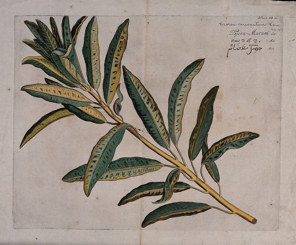 Fever bark (Croton variegatum L.): branch with leaves only. Coloured line engraving.
