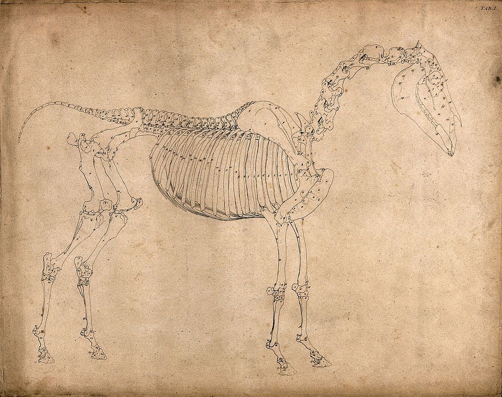 Skeleton of a horse: outline drawing, side view. Engraving with etching by G. Stubbs, 1766.