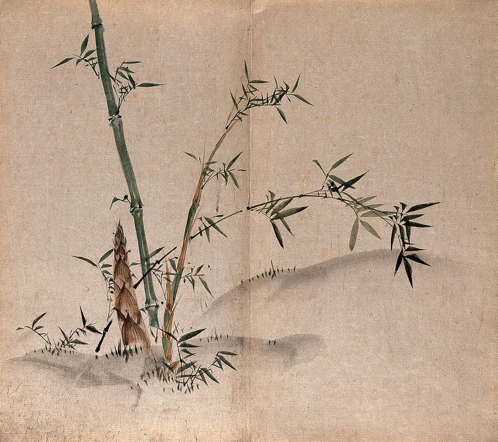 A bamboo plant: leafy stems and new shoots in grassland. Watercolour.