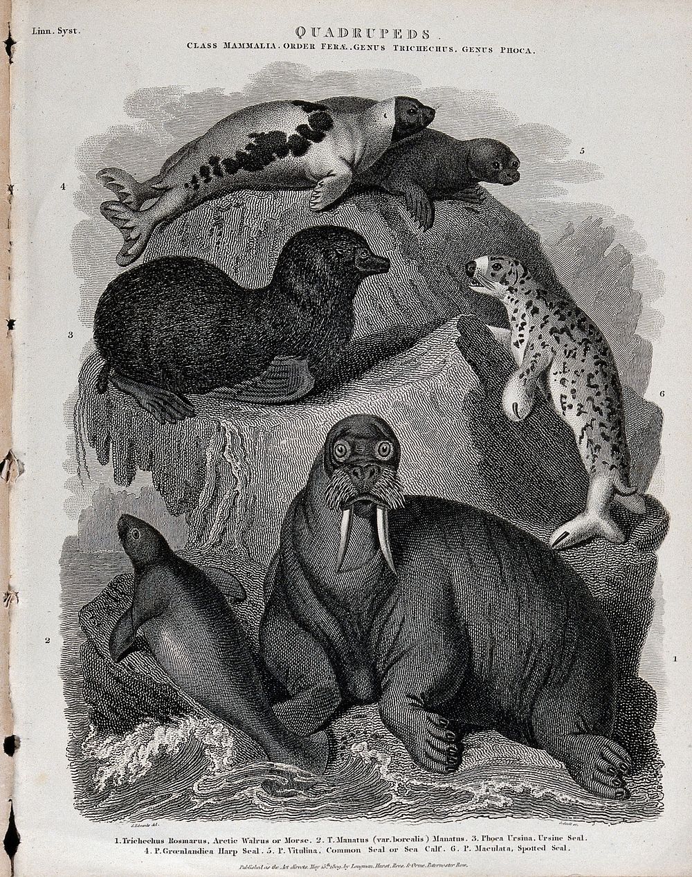 Six amphibious arctic mammals, including a walrus, a sea lion and a seal, shown in their natural habitat. Line engraving by…