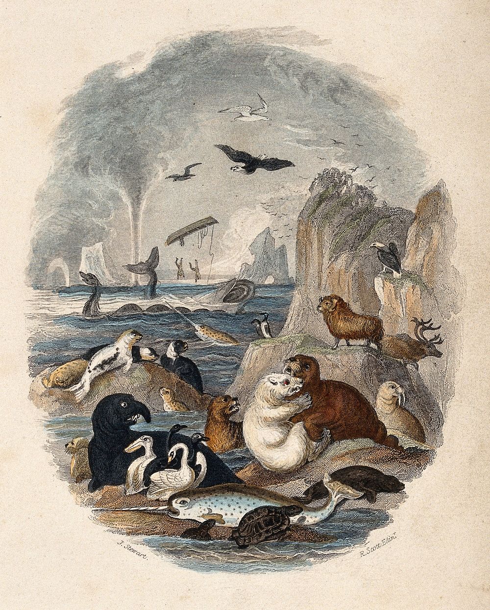A steep rock face in the sea is populated by a large number of animals. Coloured etching by R. Scott and J. Stewart.