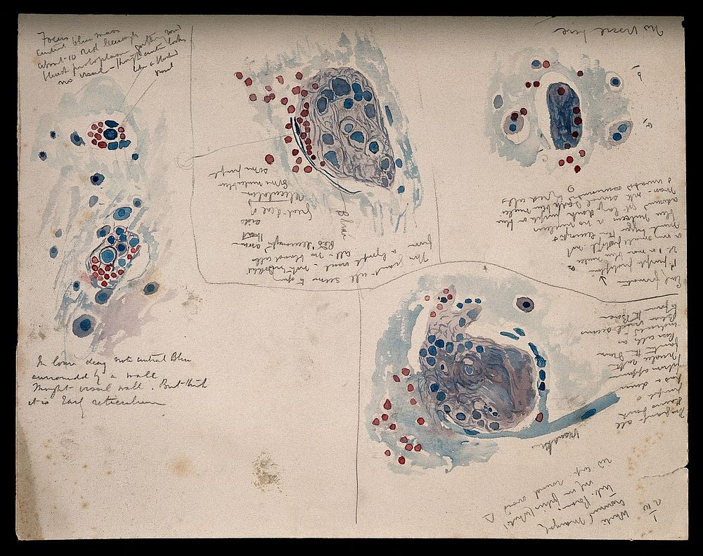 Brain of a white-crowned mangabey: four figures showing microscopic details of the brain. Watercolour, possibly by D.…