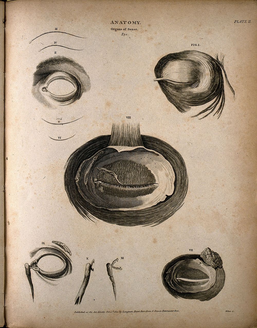 The human eye: seven figures, showing the internal and external musculature surrounding the eye. Engraving by T. Milton…