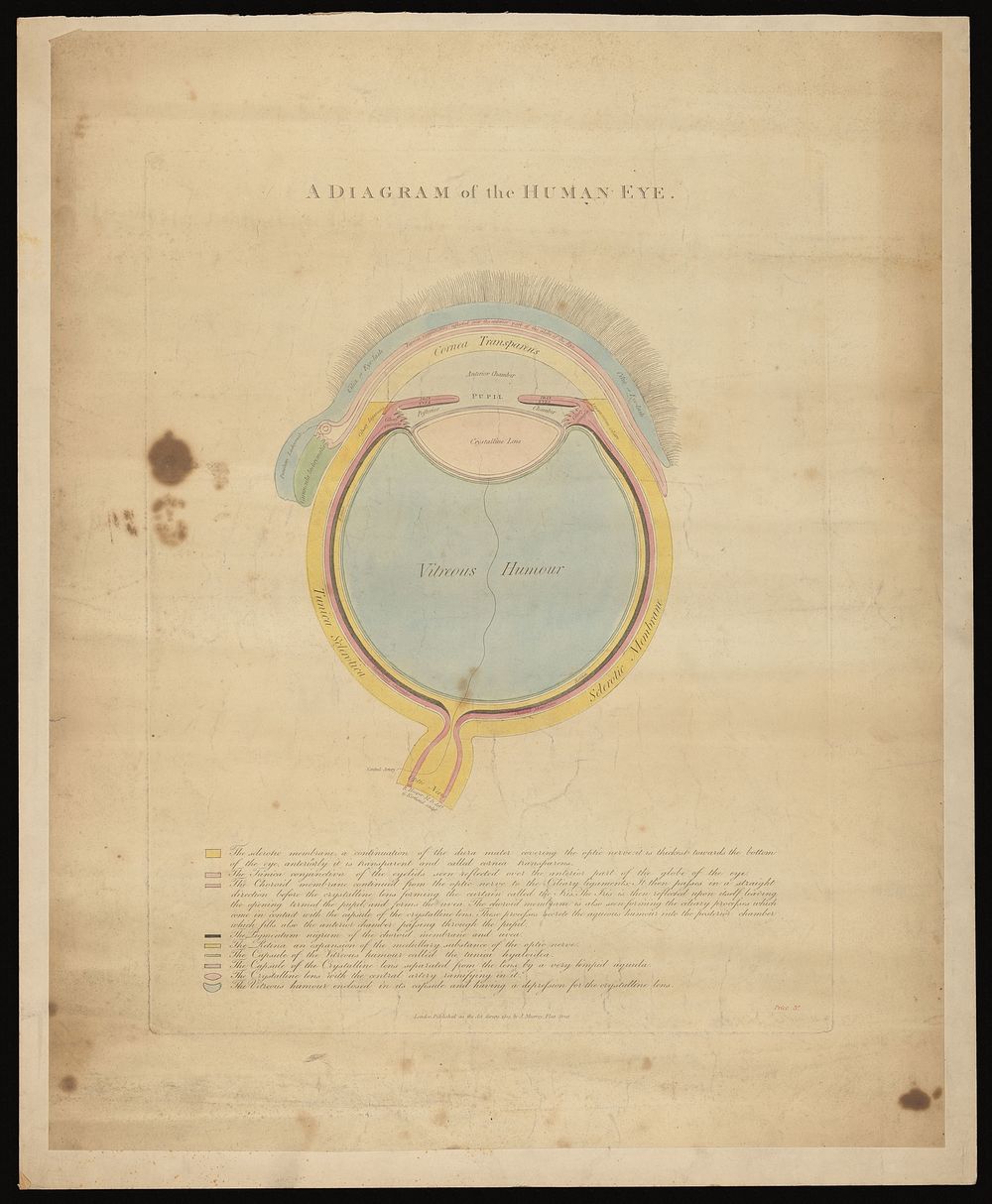 The human eye: a cross-section. Coloured line engraving by G. Kirtland after R. Hooper, 1803.