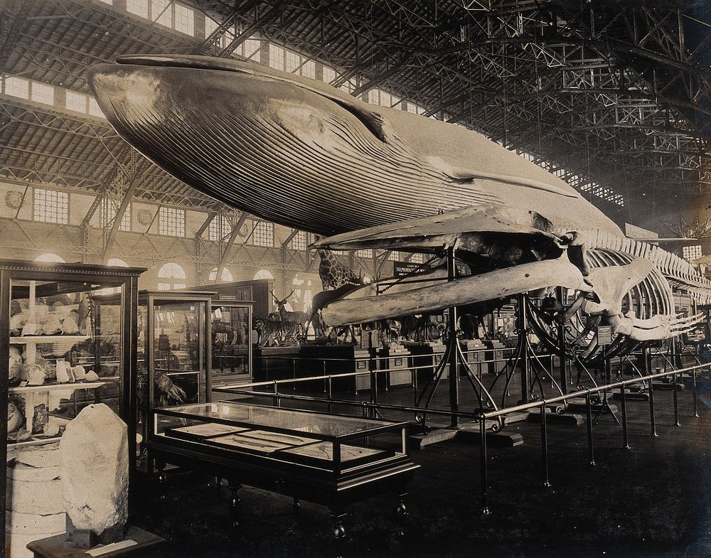 The 1904 World's Fair, St. Louis, Missouri: the US Government building: natural history exhibit featuring a whale skeleton…