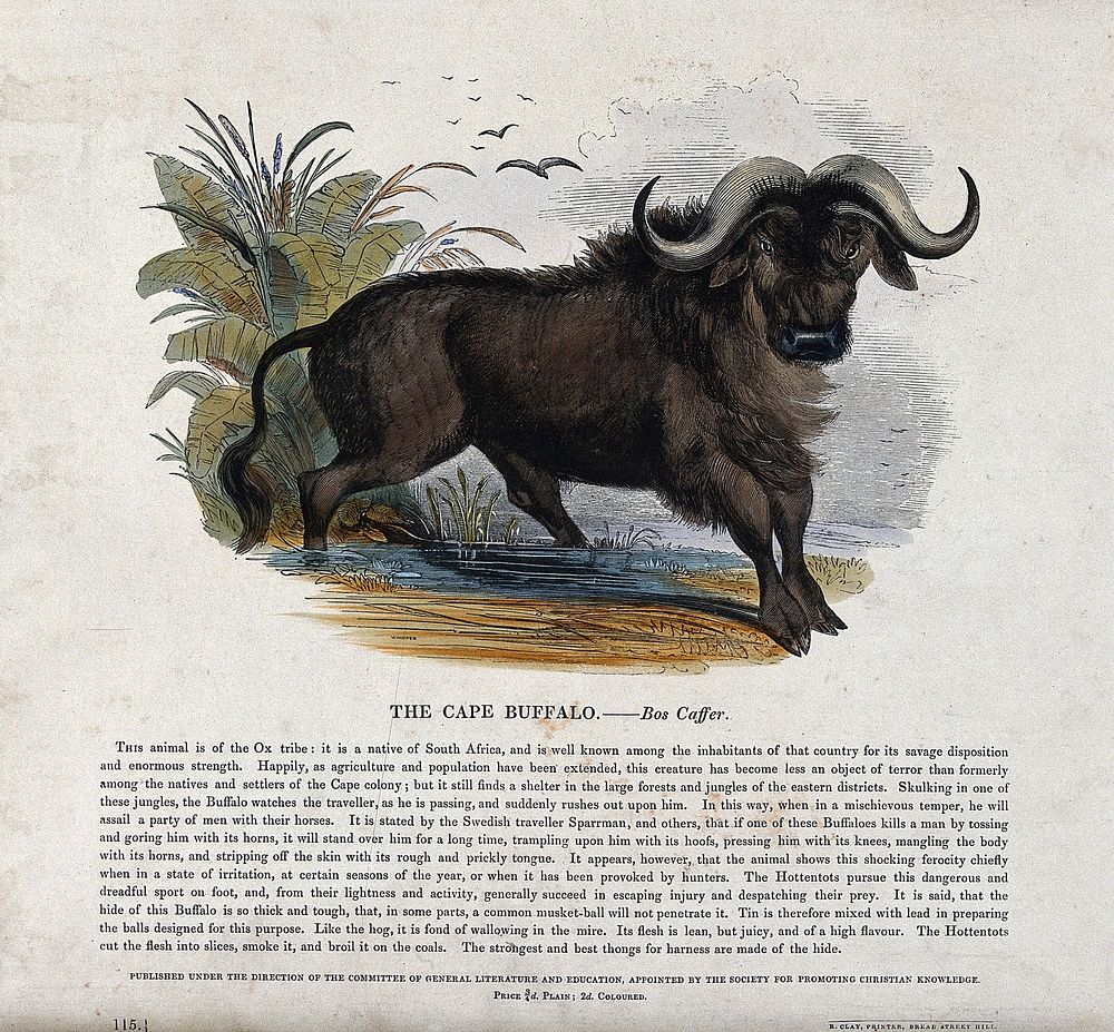 A Cape buffalo standing in shallow water. Coloured wood engraving by J. W. Whimper.