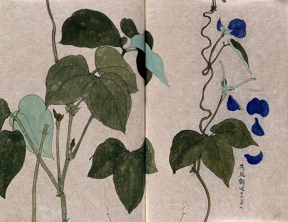 A bean plant, possibly a Phaseolus species: flowering and leafy stems with separate leaf and petals. Watercolour.