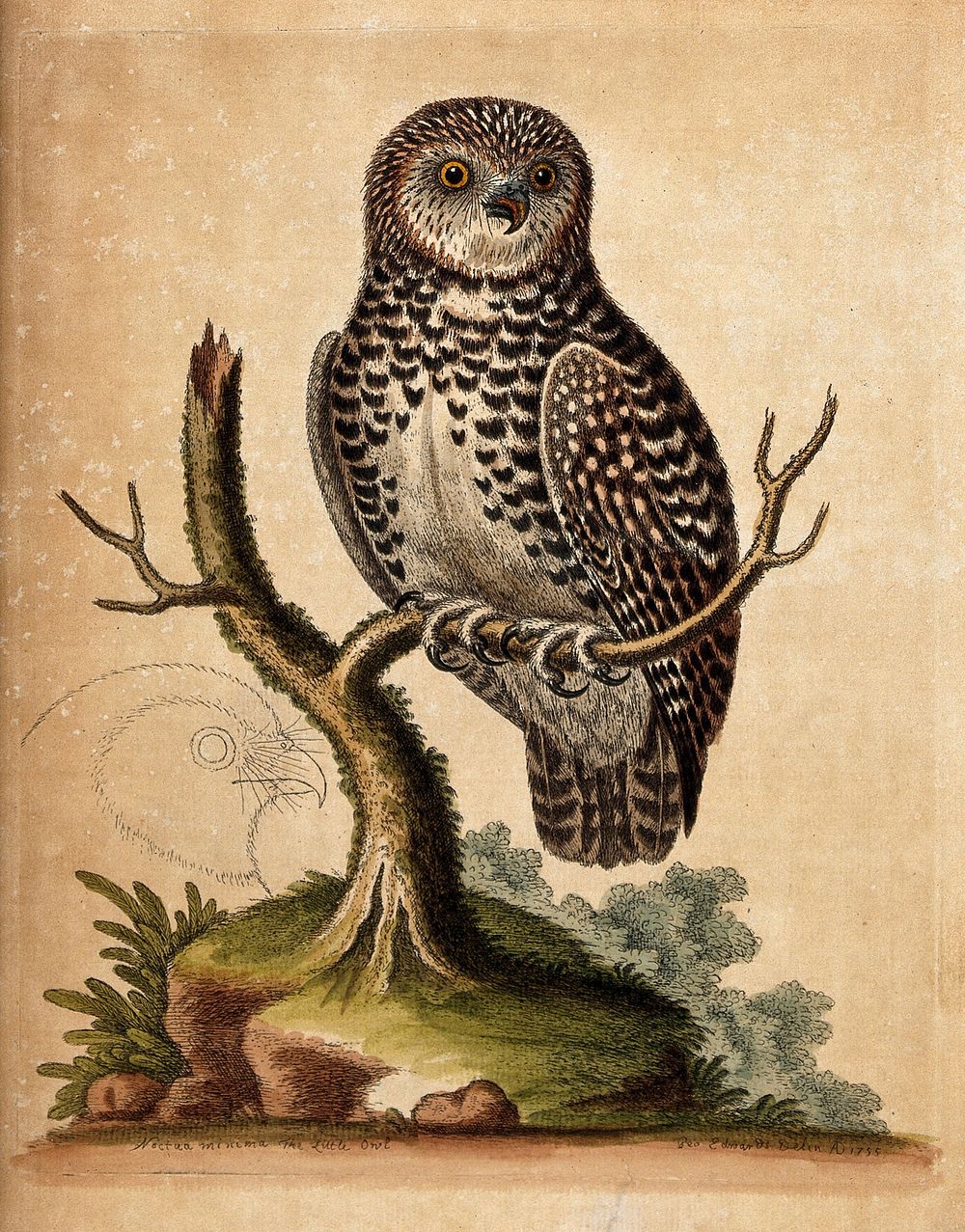 A little owl sitting on the branch of a dead tree. Coloured etching by G. Edwards after himself.