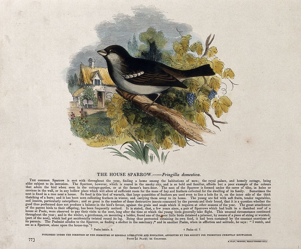A sparrow sitting on a branch near a farmhouse. Coloured wood engraving by J. W. Whimper.