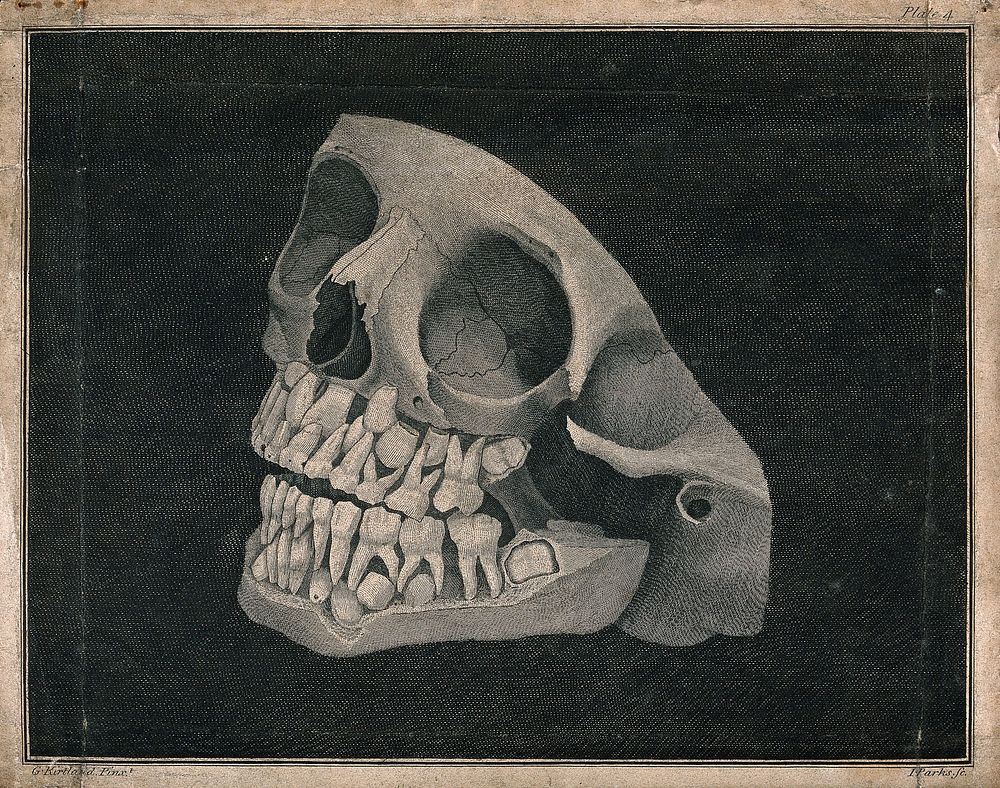 Jaw and part of skull of an animal. Engraving by I. Parks after G. Kirtland, 1805.