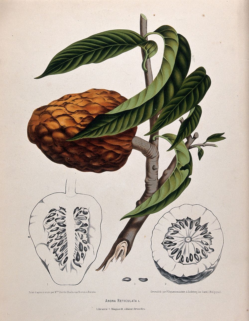 Custard apple or Bullock's heart (Annona reticulata L.): fruiting branch with sections of fruit and seeds. Chromolithograph…