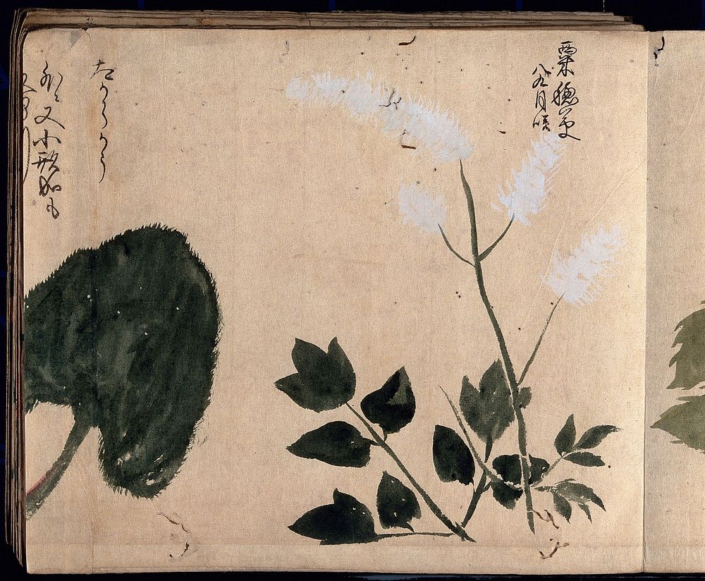 One white flowering plant. Watercolour, c. 1870.