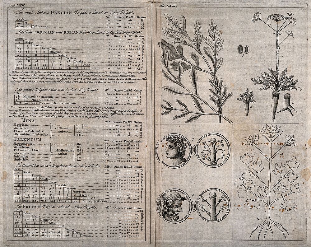 Left, table of ancient Greek measures; right, the leaves, seed and roots of the Asa foetida plant. Engraving with etching.